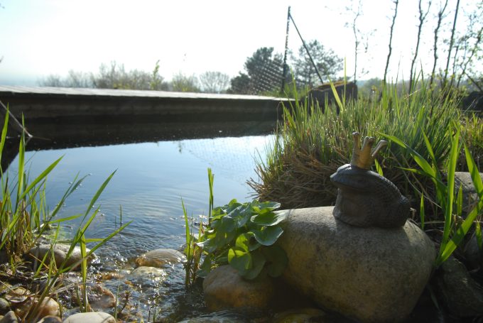 Froschkönig am Teich