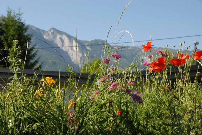 Blumenwiese mit Blick auf die Berge