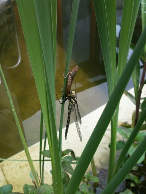 eine Libelle schlüpft