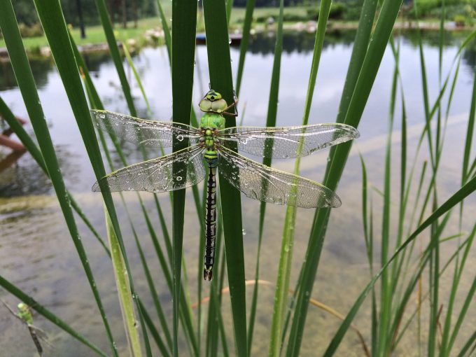 Libelle mit Wassertropfen auf den Flügel