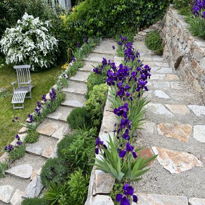 Steinmauer mit Irisblüte